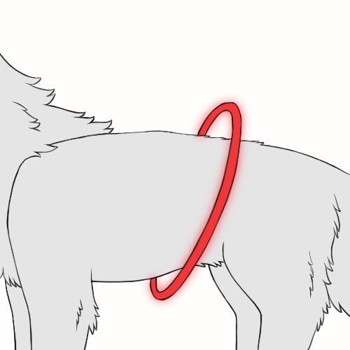 Body Halos